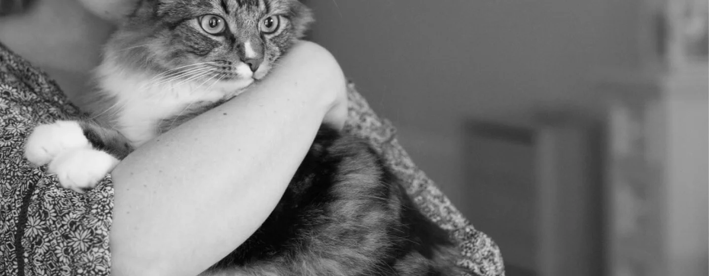 Serenity for Your Feline Friend