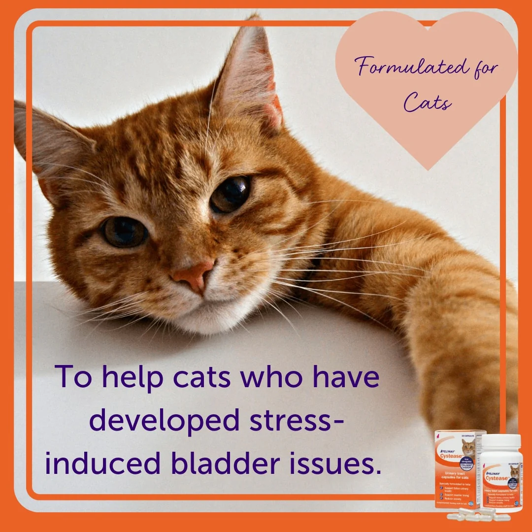 FELIWAY Cystease - Image 8